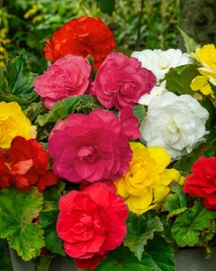 Begonia Non Stop Mix 1